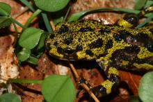 Triton marbré - GMHL