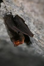 Barbastelle - Naturagency