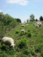 Brebis limousines pâturant une lande