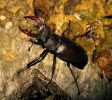 Lucane cerf-volant - R. CHAMBORD